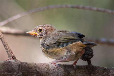 fledgling id birds  backyards