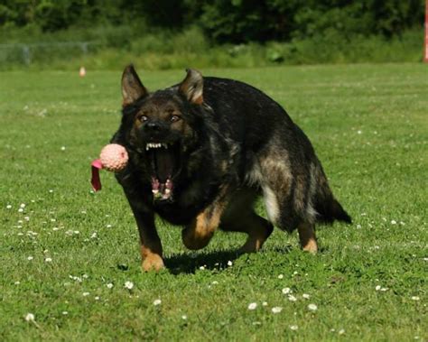 von darcor german shepherds