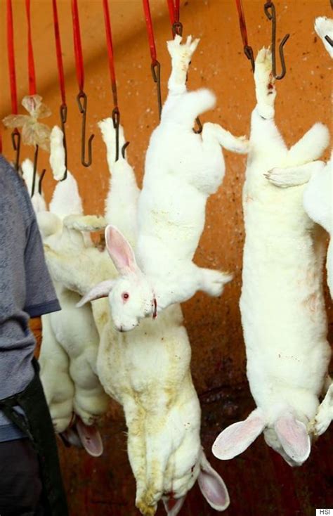 rabbits on fur farms brutally killed in china for products sold in the