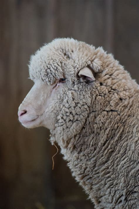 sheep  shearing   faqs farm sanctuary