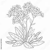 Forget Myosotis Wildflower Contour Vecteur Isolement Profilo Mazzo Fiorisce Isolate Germoglia Foglie Miosotis Lega Nero Scorpioides Bud Convallaria Feuilles Bourgeon sketch template