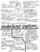 Endocrine Physiology Workbook sketch template