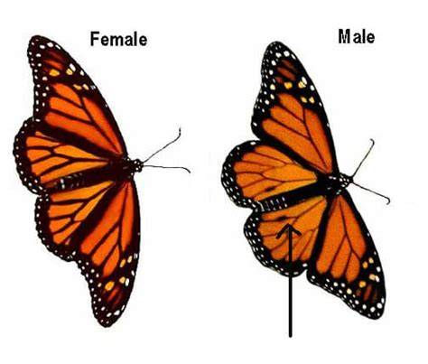 monarch butterfly life cycle in pictures welcome wildlife