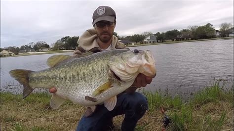 Top 3 Huge Largemouth Bass Caught On Camera Compilation Youtube