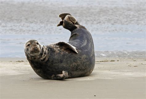 zeehonden op excursie naar de robbenbank met de bruinvis hank