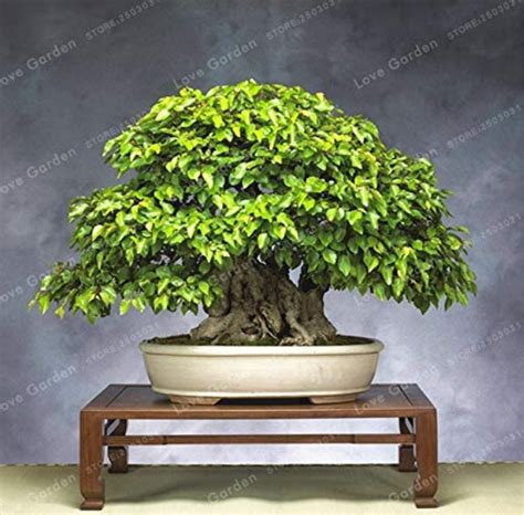 Us 2 99 Korean Hornbeam Tree Bonsai Very Beautiful Mini