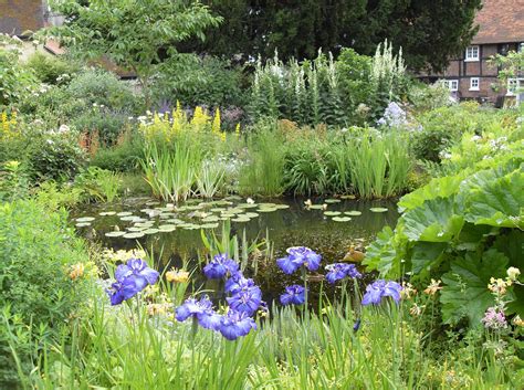 bog gardens exsplained lilies water gardens