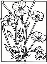 Poppy Dover Wildflower Doverpublications sketch template