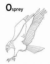 Osprey Printable sketch template