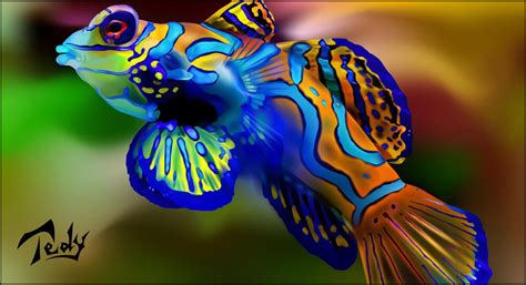 colorful fish  tedywillian  deviantart
