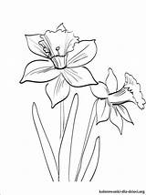 Kwiaty Kolorowanki Drukowania Wiosenne Wiosna Daffodils Szukaj sketch template