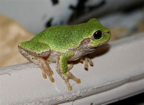 small green frog  small green tree frog    flickr