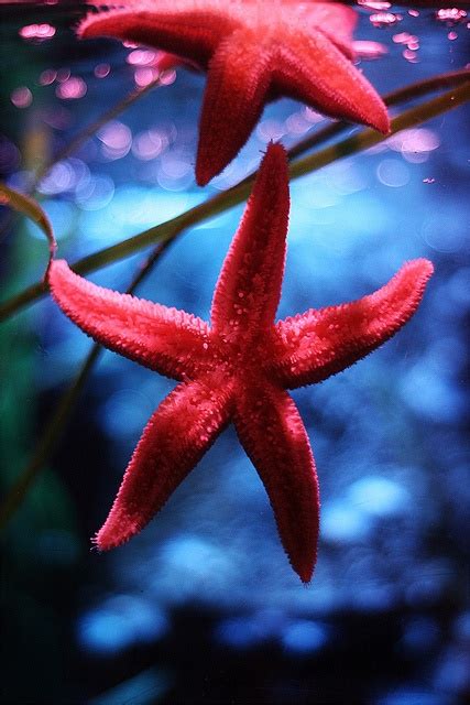 awesome starfish collection  pics part  top