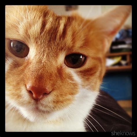 12 Tips For Taking Great Photos Of Your Cats
