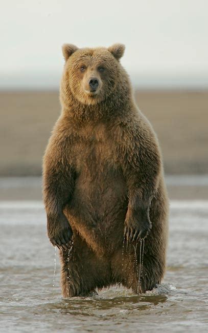 falkenblog brown bears  grizzlies
