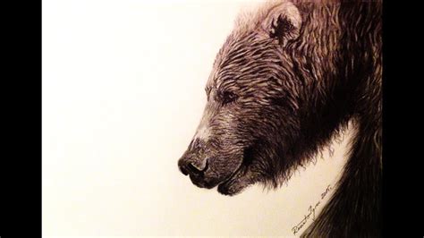 grizzly bear pencil drawing youtube