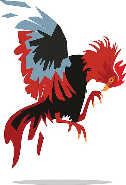 royalty free cock fighting clip art vector images and illustrations istock