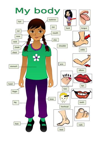 lets talk  body parts teaching resources