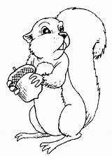 Coloring Squirrel Preschool Printable Pages Popular sketch template