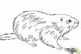 Groundhog Draw Drawingnow Coloring sketch template