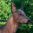Bilderesultat for Meksikansk nakenhund. Størrelse: 109 x 106. Kilde: nmhk.net