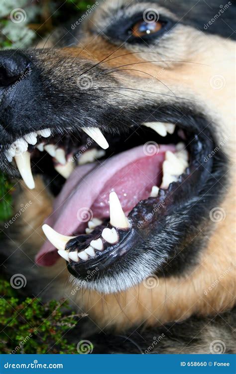 smiling dog stock photo image  anger cute moustache