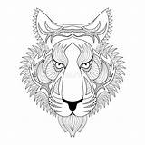 Tigre Zentangle Tiger Prin Vecteur Visage Capo Fronte Pages sketch template