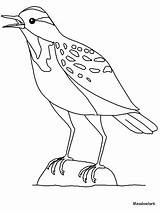 Meadowlark Coloring Pages Western Animals Bird Easily Print Advertisement Popular Coloringpagebook sketch template