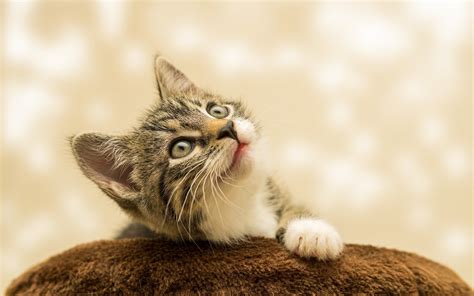 telechargez des fonds decran chats chatons gratuits wallpapers