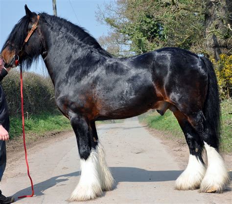 beautiful seal brown shire draft horse rare horse breeds draft