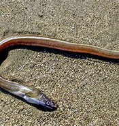 Afbeeldingsresultaten voor "echelus Myrus". Grootte: 175 x 185. Bron: adriaticnature.com