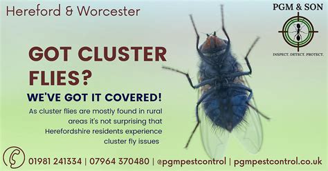 rid  cluster flies hereford pest control services