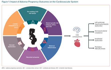 impact of adverse pregnancy outcomes on the cardiovascular system