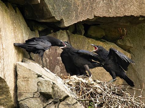 common raven bird facts corvus corax bird fact