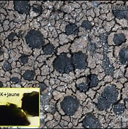 Afbeeldingsresultaten voor "amphilithium Concretum". Grootte: 184 x 185. Bron: www.afl-lichenologie.fr