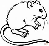Maus Malvorlagen Kolorowanki Mouse Suess Tiere Malvorlage Ratinho Kolorowanka Mäuse Druku Kategorien Dieses Herunterladen Supercoloring sketch template