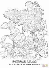 Coloring Hydrangea Getcolorings Hampshire State sketch template