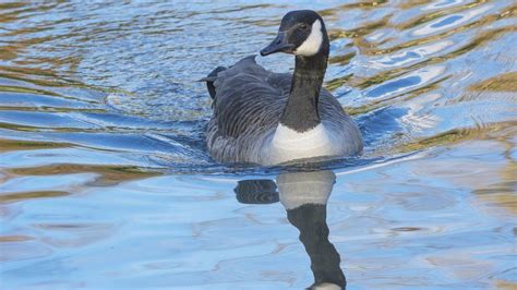 bird flu confirmed  wolverhamptons goose population bbc news
