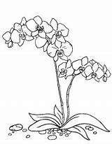 Coloring Anggrek Orchid Blumen Orchideen Orquidea Gambar Orchids Joaquim Sketsa Vanda Mewarnai Putih Hitam Diwarnai Seidenmalerei Pinsel Malbücher Orchidee Keramik sketch template