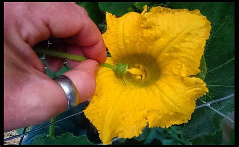 Hand Pollinating Cucurbits Theseedcollection