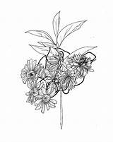 Wilted Flower Drawing Paintingvalley sketch template