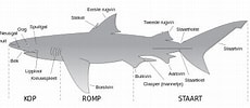 Afbeeldingsresultaten voor blinde haai Anatomie. Grootte: 230 x 100. Bron: eenhaai.weebly.com