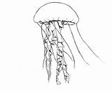 Coloring Jellyfish Pages Spongebob Getcolorings sketch template