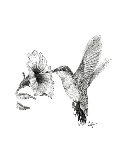 Hummingbird Drawing By Colin Hayes