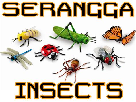 spesial  gambar gambar hewan serangga
