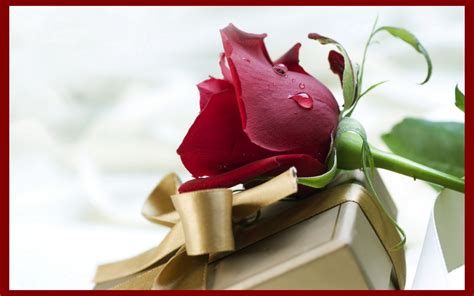 Download Happy Valentine S Day 2019 Red Rose Wallpaper Free