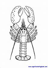 Lobster sketch template