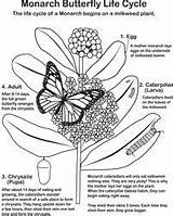 Coloring Monarch Pollinator Loudounwildlife sketch template