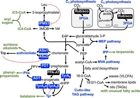 frontiers evolutionary diversification  primary metabolism   contribution  plant