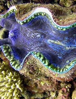 Image result for clam. Size: 155 x 200. Source: wildlifeanimalz.blogspot.com